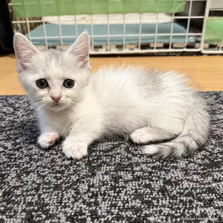 ID：2509-01524の子猫