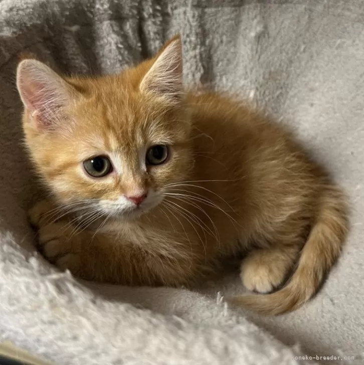 ID：2412-01156の子猫
