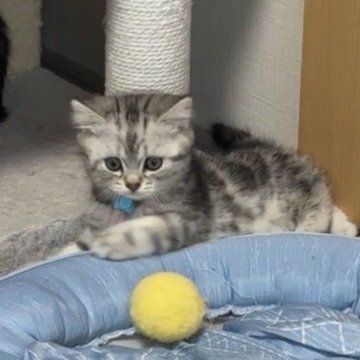 ミヌエット(長足)【愛知県・男の子・2025年9月20日・シルバータビー（ふわふわ綿毛（中毛））】の写真「11/24掲載終了」