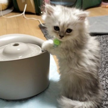 ペルシャ【愛知県・男の子・2025年9月16日・チンチラシルバー（ふわふわもふもふ）】の写真「ふわふわ、もっふもふ」