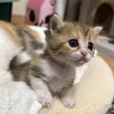 ミヌエット(短足)