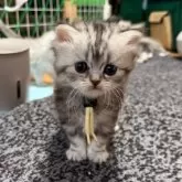 ミヌエット(長足)