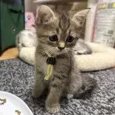 ミヌエット(長足)