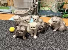 ペルシャ【愛知県・男の子・2025年9月16日・チンチラシルバー】の写真5