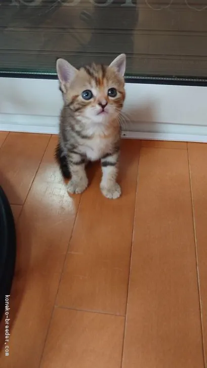 ID：1907-01866の子猫