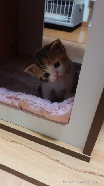 ID:2101-00855の子猫