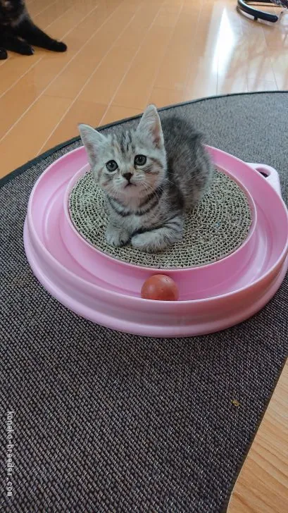 ID：1907-00683の子猫