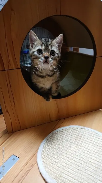 ID：1906-00382の子猫
