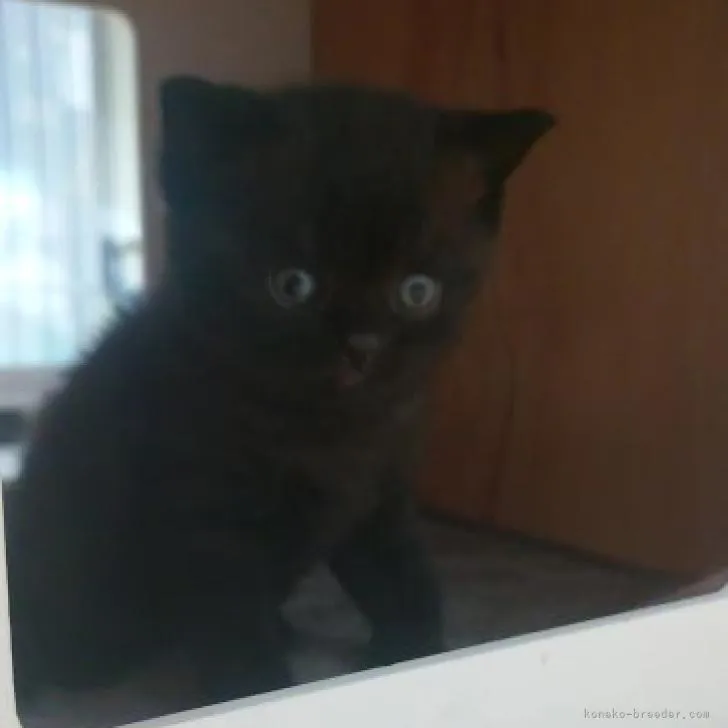 ID:2211-02655の子猫