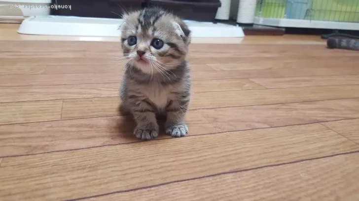 ID：1802-00857の子猫