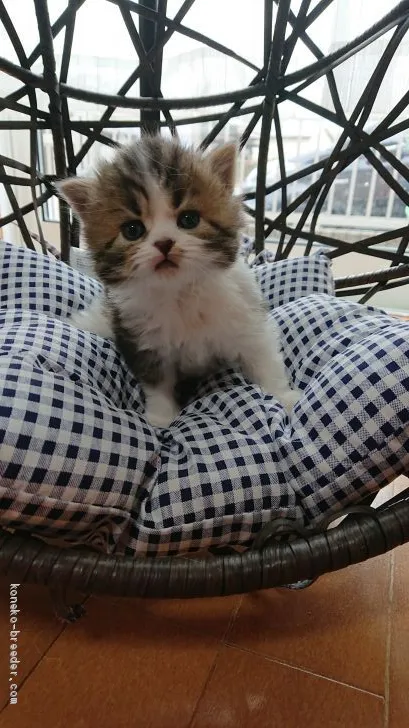 ID:2004-00807の子猫