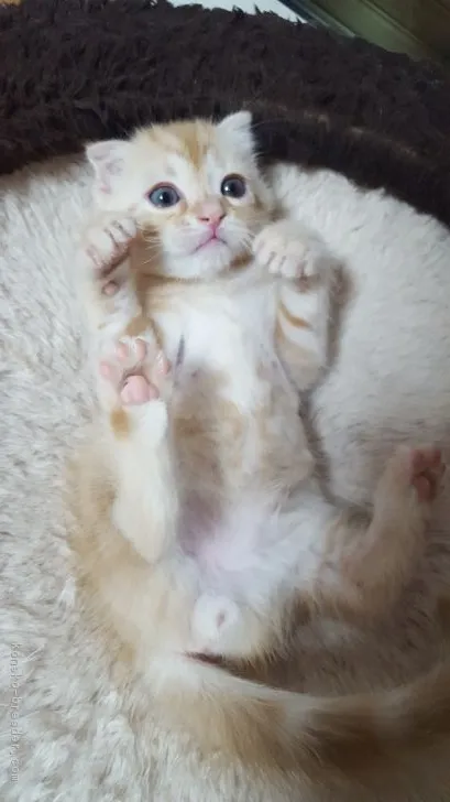 ID:1811-00522の子猫