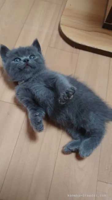 ID：2104-00926の子猫