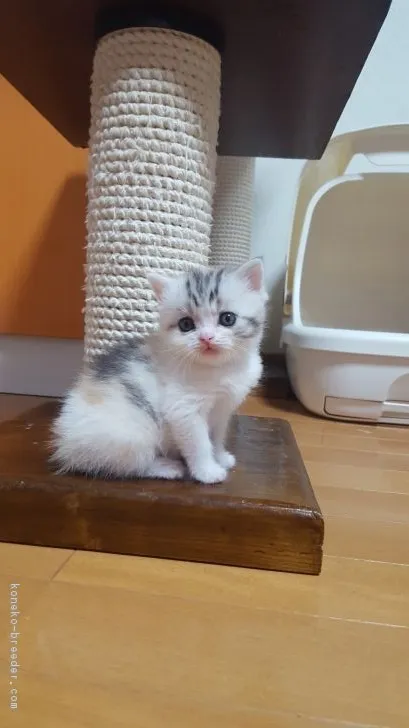 ID：1706-00145の子猫