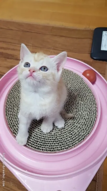 ID:1903-00749の子猫