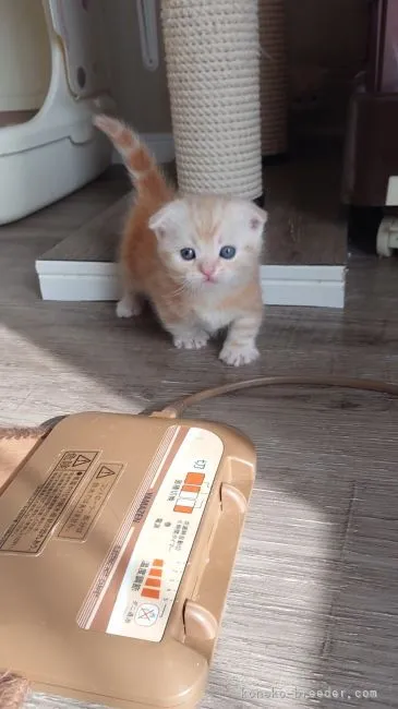 ID：2203-00663の子猫