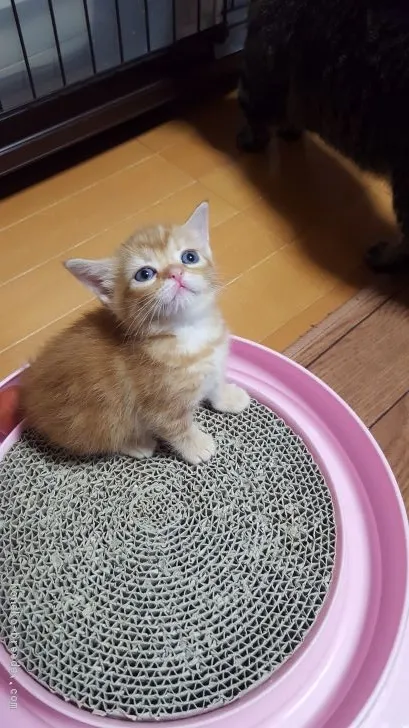 ID:1903-01531の子猫