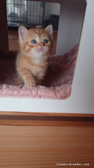 ID:2104-00942の子猫