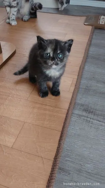 ID:2105-01283の子猫