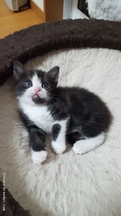 ID：1811-00525の子猫