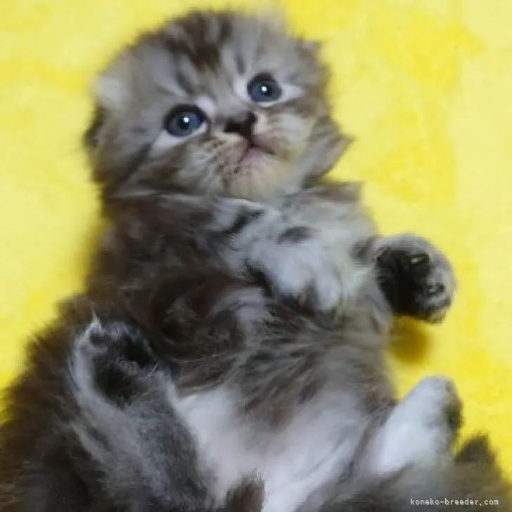 ID：2308-03274の子猫