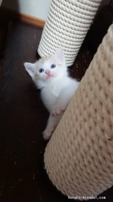 ID:2008-00168の子猫