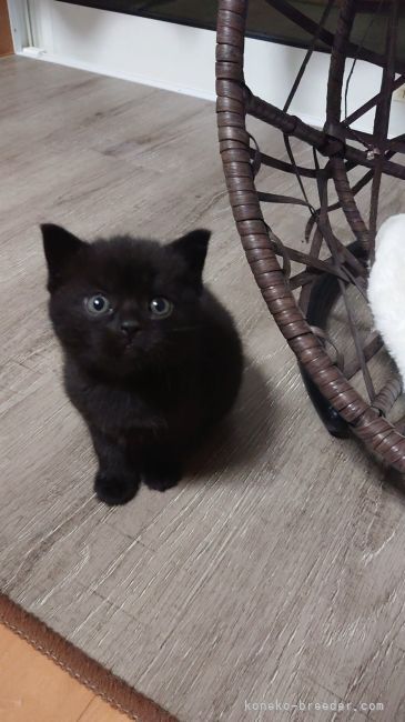 hacodeco、双子の仔猫 hacodeco、双子の仔猫 hacodeco、双子の仔猫 - メルカリ