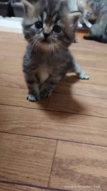 ID：1912-00866の子猫