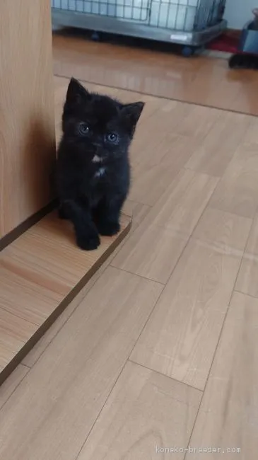 ID:2101-00863の子猫