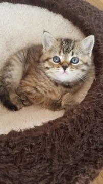 スコティッシュフォールド【兵庫県・女の子・2017年1月26日・ブラウンパッチドタビー】の写真「性格の良いやんちゃ姫です。」