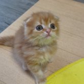 マンチカン