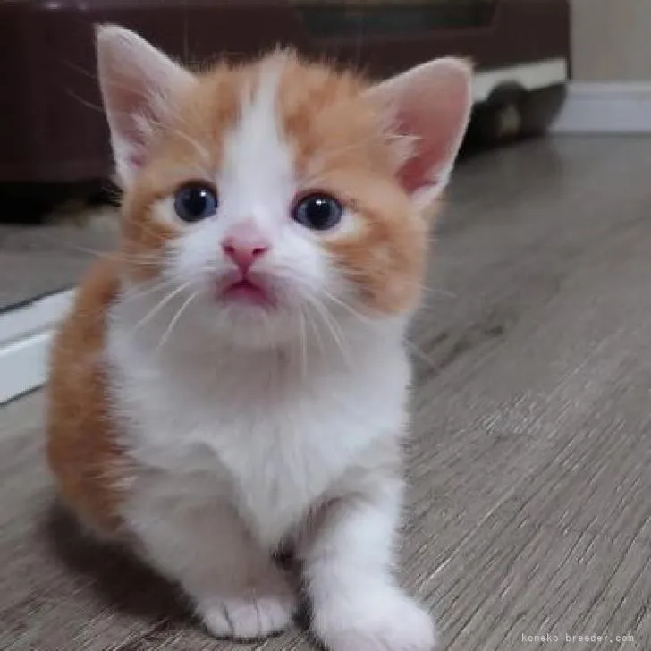 ID:2209-02185の子猫