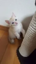 スコティッシュフォールド(立ち耳)【兵庫県・男の子・2019年2月14日・クリームタビー】の写真2