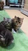 マンチカン(短足)【兵庫県・女の子・2023年1月14日・キャリコ】の写真5「右側の子猫ちゃんです(=^・^=)」