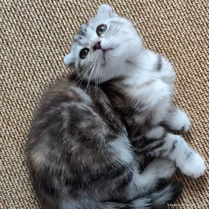 ID：2507-00577の子猫