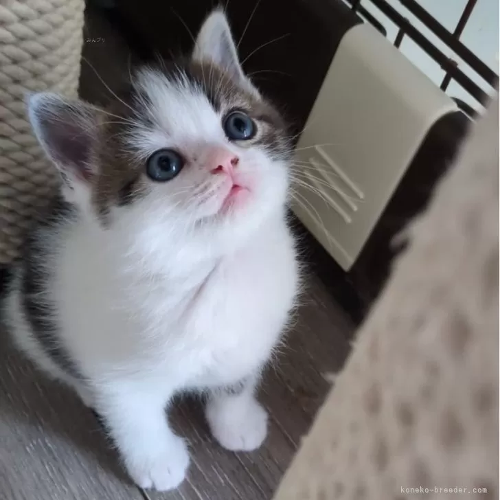 H.Y 様のお迎えした子猫