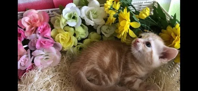 ID:1808-00015の子猫