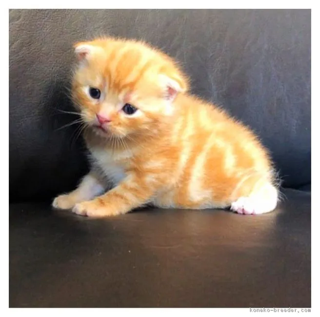 ID:1805-00409の子猫