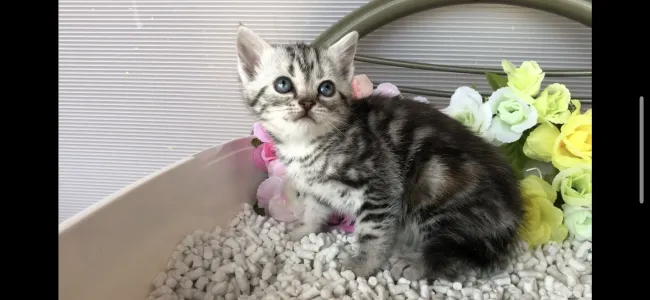 ID：2005-00052の子猫