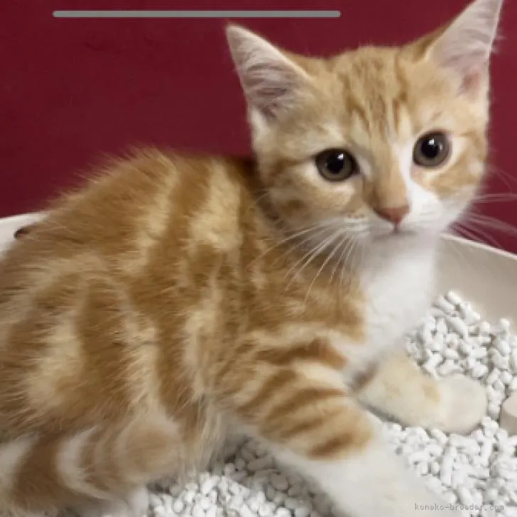 lix 様のお迎えした子猫