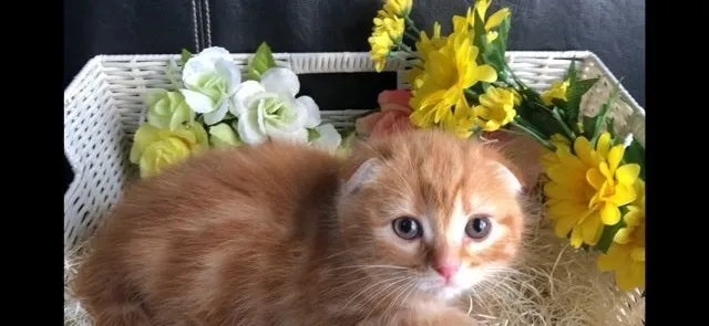 ID：1903-00802の子猫