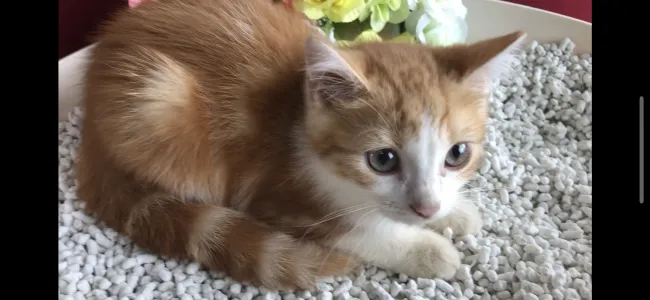 ID：2108-02220の子猫