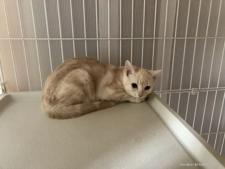 S.A 様のお迎えした子猫