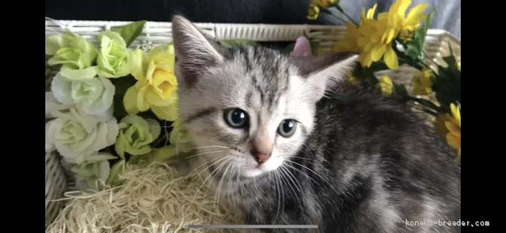 ID：1908-00118の子猫