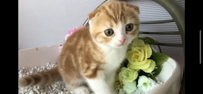 ID：2005-00045の子猫