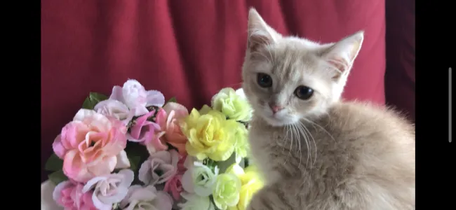 ID：2108-02218の子猫