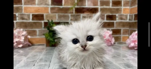 ID：2203-01789の子猫