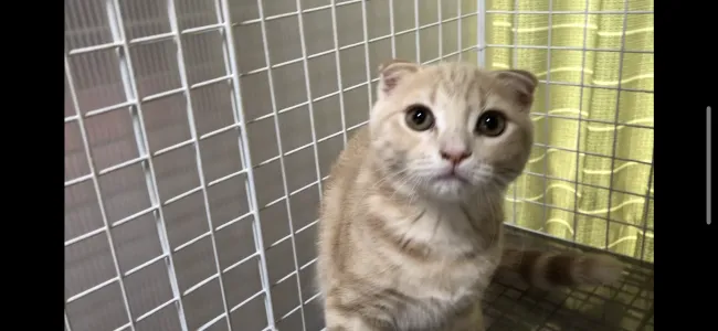 ID:1906-00980の子猫
