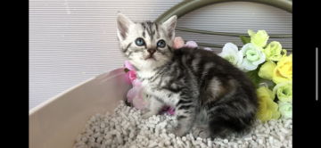 アメリカンショートヘア【愛知県・女の子・2020年3月17日・シルバーパッチドタビー】の写真「可愛い女の子です♫」