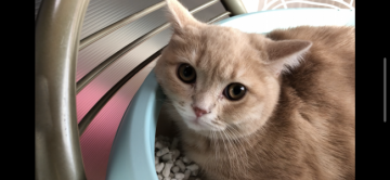 スコティッシュフォールド(立ち耳)【愛知県・女の子・2020年6月25日・クリームタビー&ホワイト】の写真「臆病な女の子です(●´ω｀●)ワクチン2回接種済み」